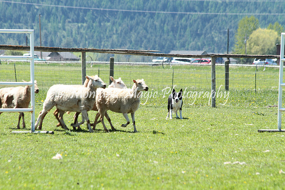 Piper_8017