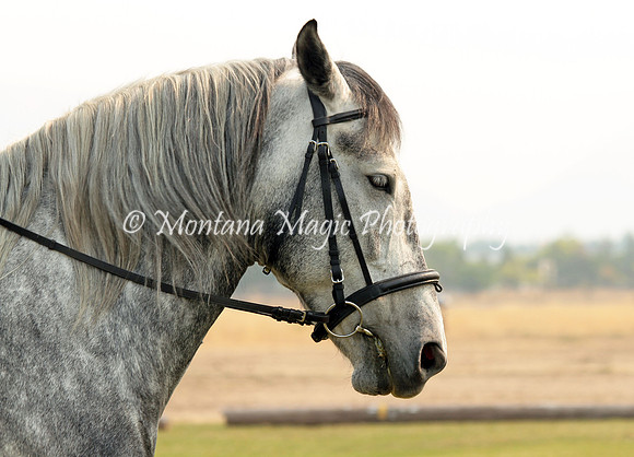 Legend_9578