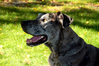 Cora_0658