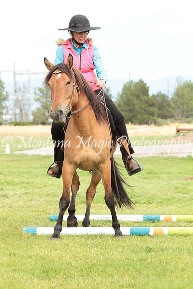 Honeybee_1169