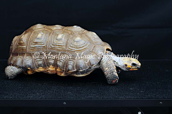 Taco_0600