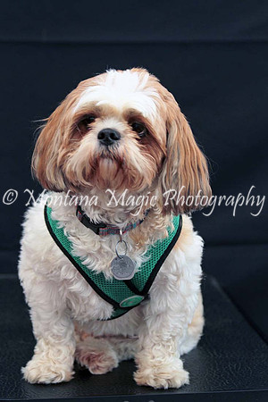 Scout_0271