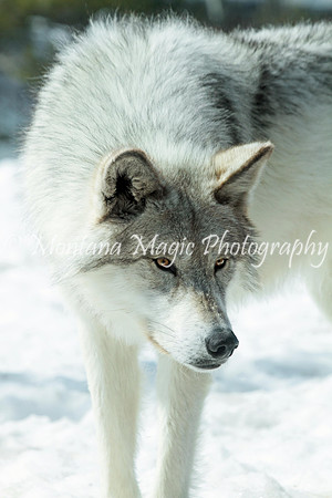 AW183 Gray Wolf