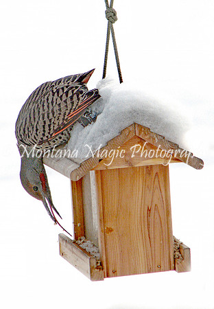 BD189 Norther Flicker