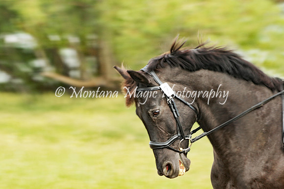 Erin's Luck_8262