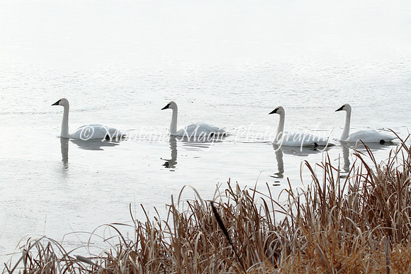 BD193 Trumpeter Swants