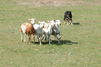 07 Cow Country Classic