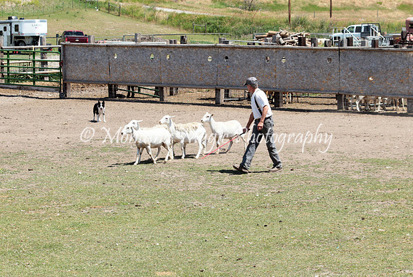 Piper_3872