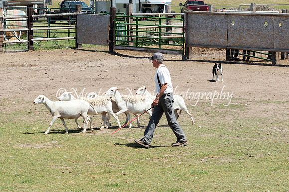 Piper_3873