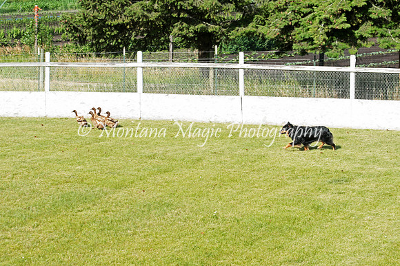 Sparks_3596