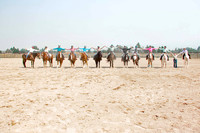 4H Horse Shows
