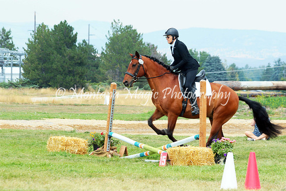 Falco_9311