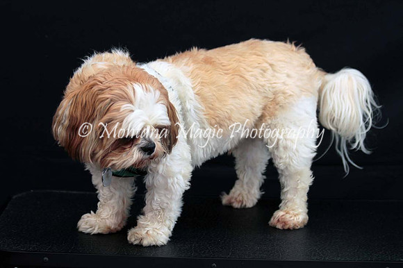 Scout_0258