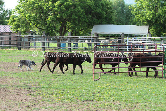 Dually_0978