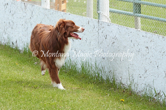 Rufus_9708