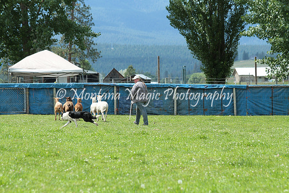 Laoch_0789