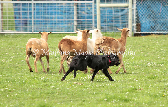 Pepper_0254