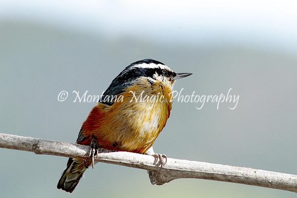 BD195 Red-breasted Nuthatch