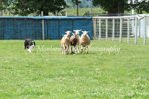 Tippy_0766