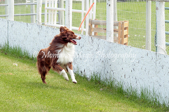 Rufus_9706