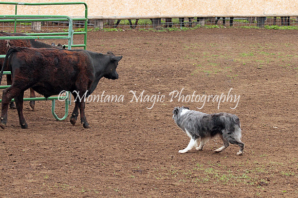 Dually_0400