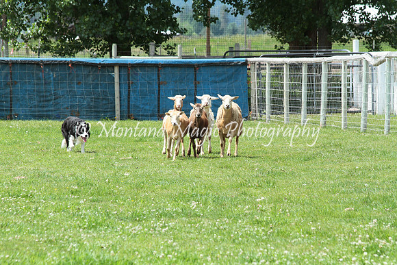 Tippy_0765