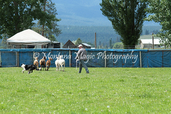 Laoch_0790