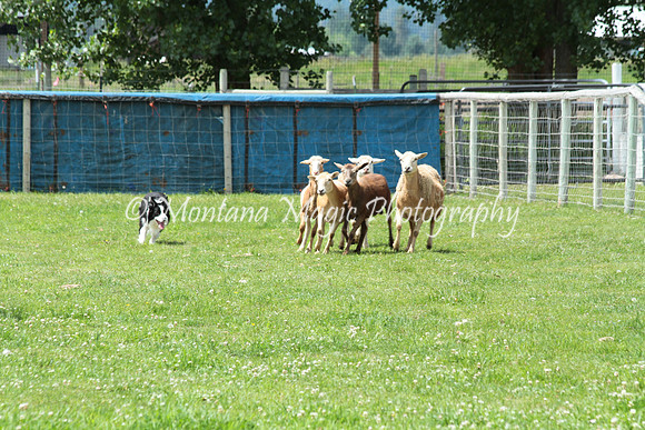 Tippy_0763