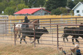 08.30-PM Cattle