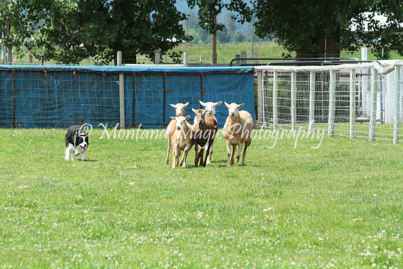 Tippy_0764
