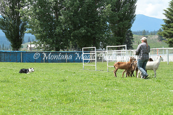 Laoch_0788