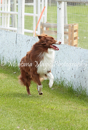 Rufus_9707