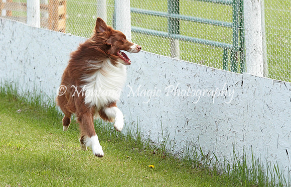 Rufus_9709