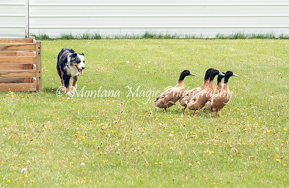 Ducky_9610