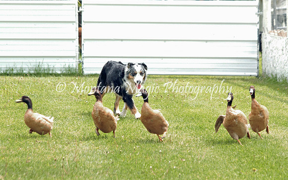 Ducky_9605