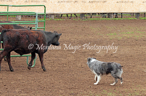 Dually_0401