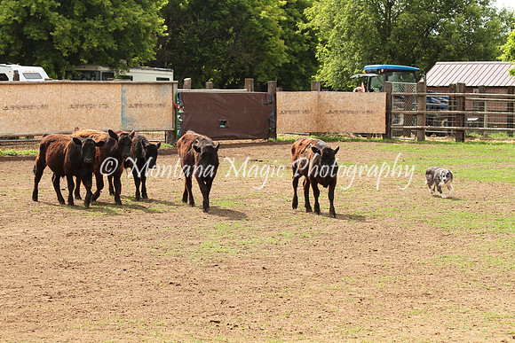 Dually_0569