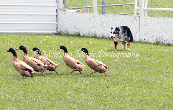 Ducky_9609
