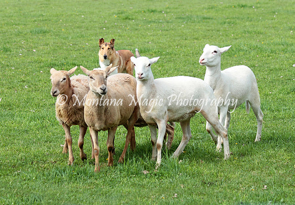 Torrey_9495