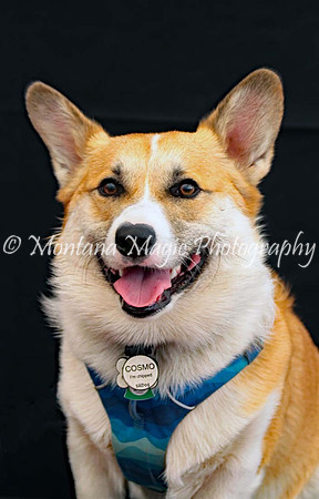 Cosmo_0377
