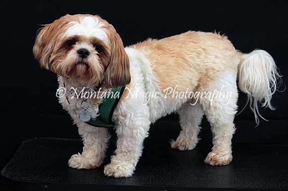 Scout_0257