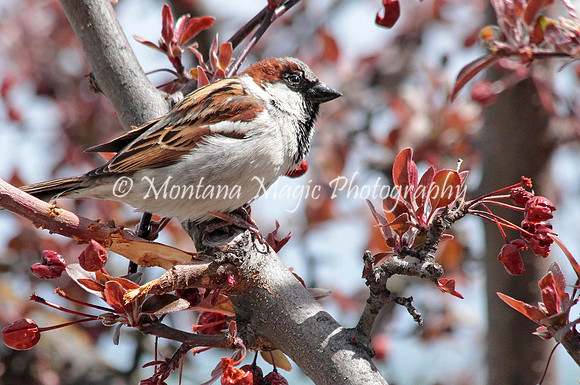 BD186 English House Sparrow