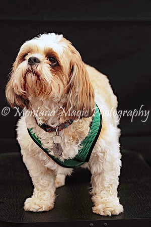 Scout_0262