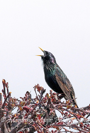 BD200 European Starling