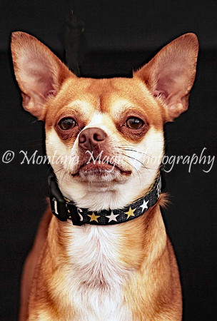 Monkey_0480