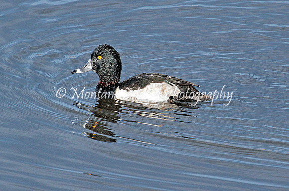 BD199 Ring-necked Duck