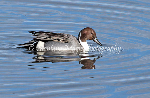 BD198 Northern Pintail