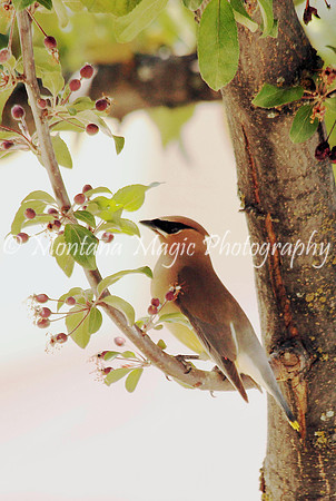 B185 Cedar Waxwing