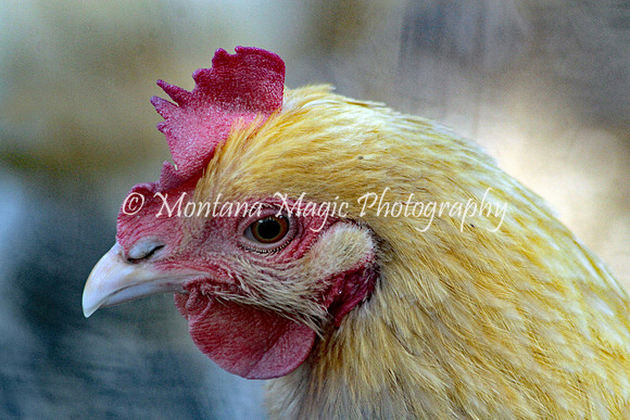 ADP_Chicken