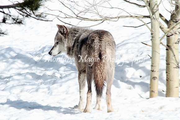AW175 Gray Wolf